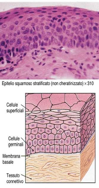 Tessuto epiteliale di rivestimento: Caratteristiche uno o più strati contigui di cellule mancanza di sostanza intercellulare cellule