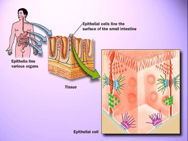 Le cellule epiteliali sono connesse