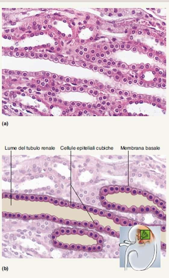 Epitelio cubico semplice Singolo strato di cellule quadrangolari