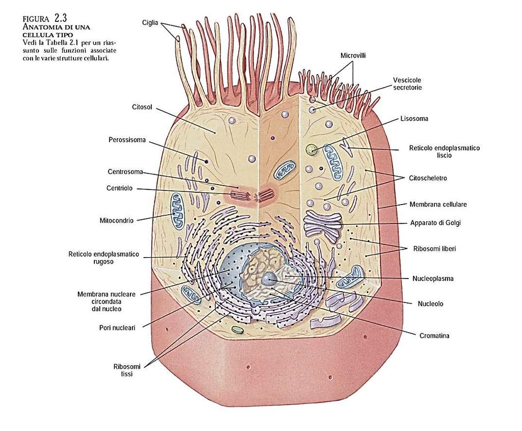 Le cellule hanno una