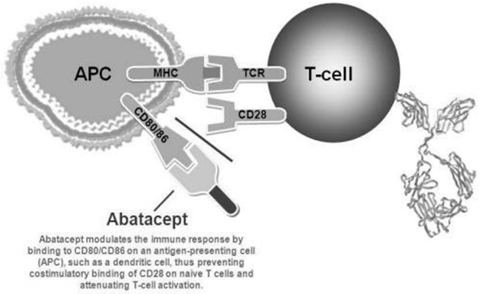 Abatacept ( Orencia ) modulatori selettivi della co-stimolazione delle cellule T. Abatacept inibisce la funzione delle cellule T, ma non produce deplezione di queste cellule.
