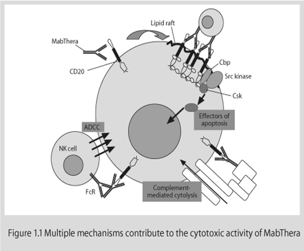 Rituximab (MabThera ) Agenti B-cell Rituximab è un anticorpo monoclonale diretto contro CD20 (proteina di membrana specifica per i linfociti B) In associazione a methotrexate e' indicato per il