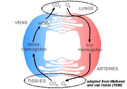 Trasporto di CO 2 ed effetto Bohr Il consumo di O 2 nei tessuti produce CO 2.