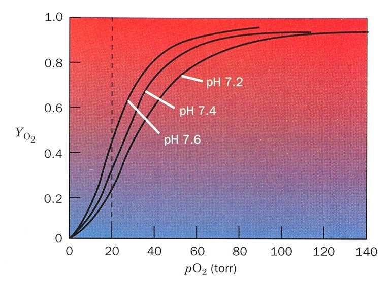 Risposta dell emoglobina ai cambiamenti di ph: effetto Bohr La caduta del ph nei capillari riduce l affinità dell Hb per l O 2 H + effettore allosterico L abbassamento del ph riduce l affinità dell