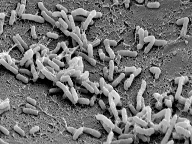Agrobacterium tumefaciens un ingegnere genetico naturale Gram-negativo affine a Rhizobium