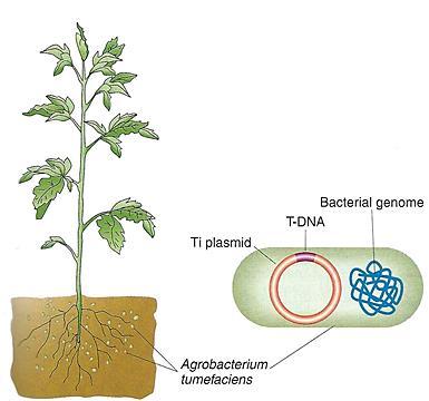 Agrobacterium tumefaciens Infezione in natura Quando una