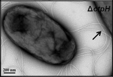 Agrobacterium tumefaciens Infezione in natura