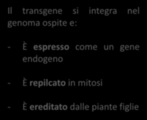 La trasformazione della cellula vegetale può essere sia stabile che transiente Trasformazione stabile