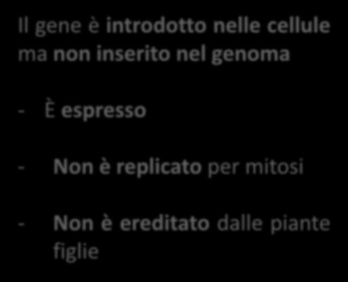 endogeno - È repilcato in mitosi - È ereditato dalle piante figlie Singole cellule trasformate Il gene è