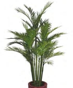 35) Areca Palm VRVIR0024 Costituita da 9 piante
