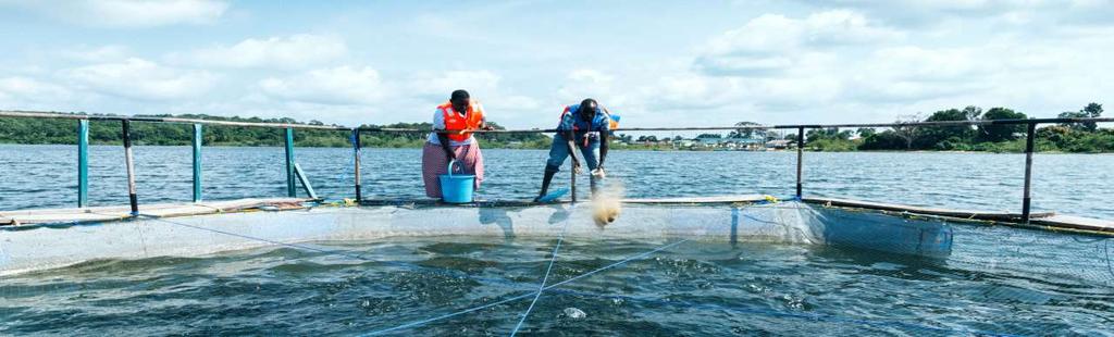 ifishfarm sta per inclusive Fish Farming, un allevamento ittico inclusivo, situato sull isola Bugala del Lago Vittoria, un contesto rurale