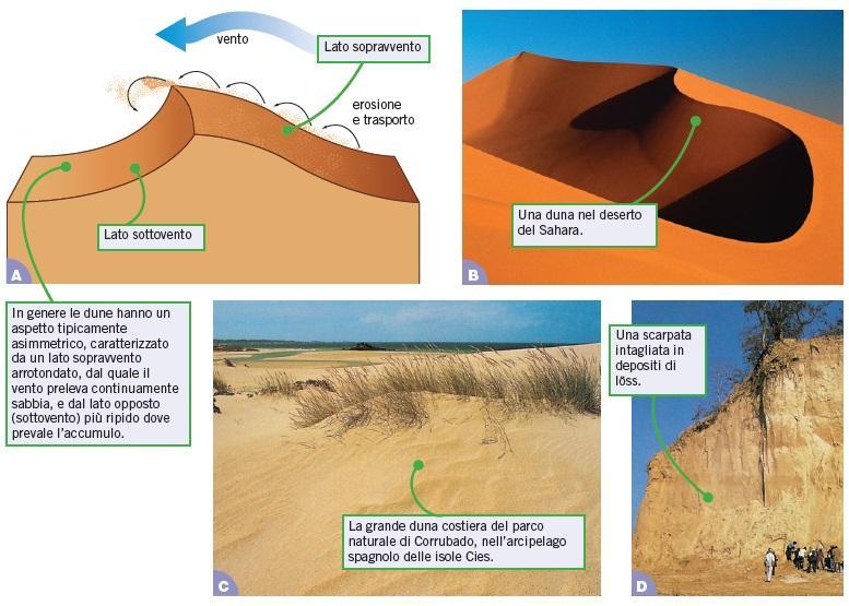 13. L azione erosiva del vento è dovuta alle