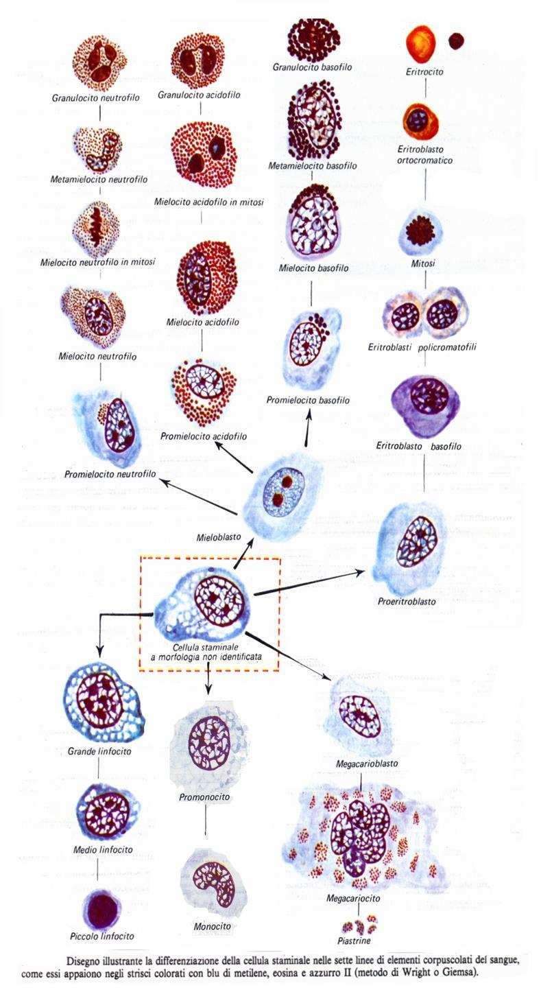 Leucocitosi IL-1, TNF- e altre citochine, quali GM-CSF e M-CSF (CSF= colony stimulating factor) stimolano