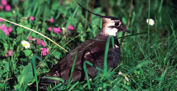 M Ravasini (archivio LIPU ) Per gli uccelli, per la natura, per la gente Nata nel 1965 la LIPU è la principale associazione di volontariato per la protezione degli uccelli in Italia.