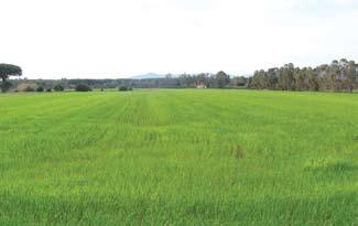 OBBLIGHI PER L AGRICOLTORE La monosuccessione di cereali per più di 5 anni è sanzionabile La monosuccessione dei seguenti cereali: frumento duro, frumento tenero, triticale, spelta, segale, orzo,