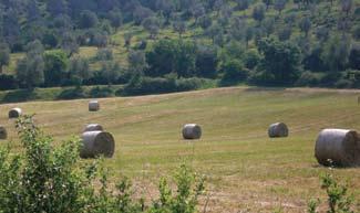 intercalari (secondo raccolto) non influenzano la monosuccessione; L alternanza tra frumento duro, frumento tenero, triticale, spelta, segale, orzo, avena, miglio, scagliola, farro è considerata,