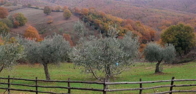 Campo di applicazione Tutti gli oliveti ed i vigneti aziendali, sia specializzati che non, comprese le piante sparse.