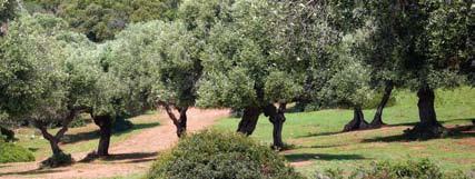 NORMA 4.3 Elementi di verifica dell infrazione - Presenza di estirpazioni di piante d olivo non autorizzata. - Mancanza della potatura nell arco di cinque anni.