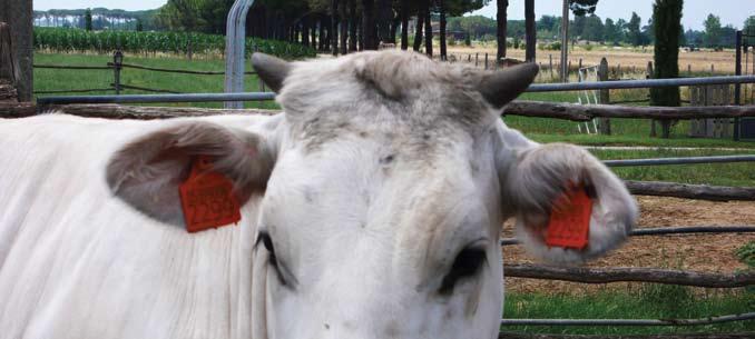 tutelare la salute pubblica. Aziende interessate Aziende zootecniche con allevamenti bovini, bufalini, ovini, caprini.