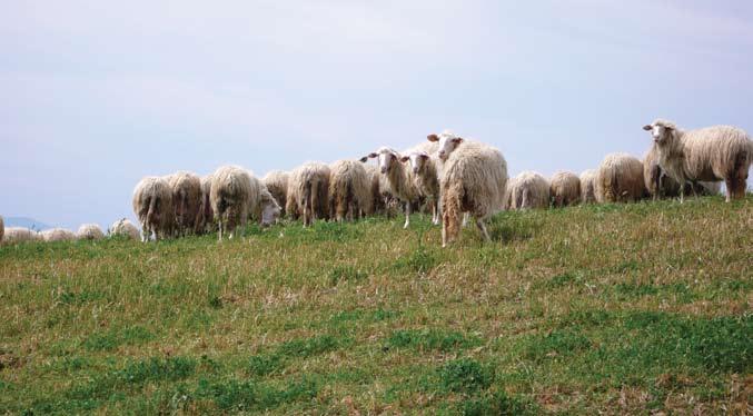 tutela della salute animale e prevenire e/o limitare danni all allevamento. Aziende interessate Aziende zootecniche che allevano ovini.