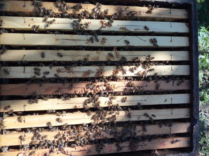 Quante sono le api?