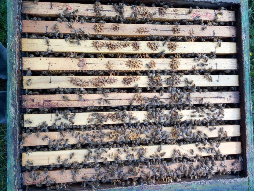 considero una situazione media la presenta di 7 8 favi ben coperti da api e una situazione ottimale la presenza di più di 8 favi ben coperti.