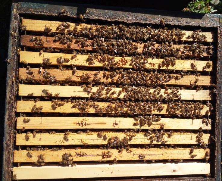 Colonia invernata su 9 favi di api con un solo diaframma a lato.