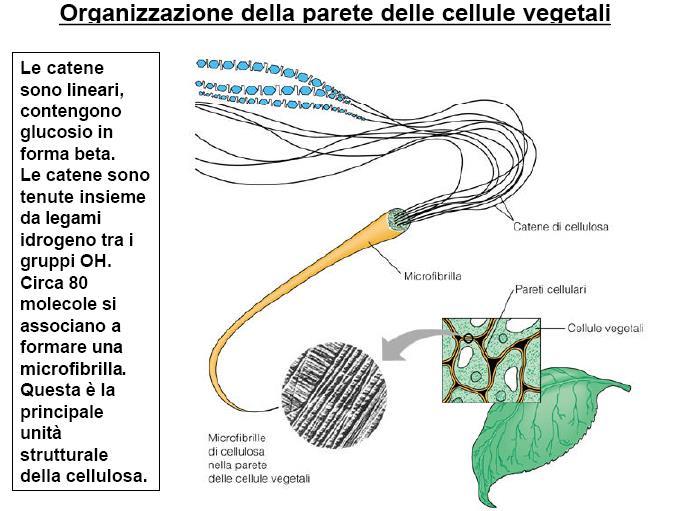 Le catene lineari di cellulosa risultano avere una conformazione rigida, ideale per il ruolo strutturale della cellulosa.