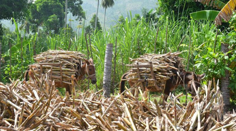 La variabile qualitativa è legata all uso della melassa o del succo di canna vergine e della distillazione in