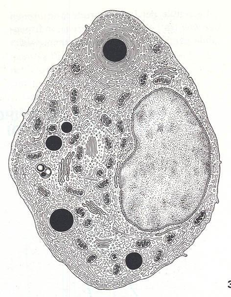 spermatogenesi NB: i caratteri sessuali primari sono le gonadi e le vie genitali; lo sviluppo delle gonadi dipende dai cromosomi sessuali XY nell uomo e XX nella donna,