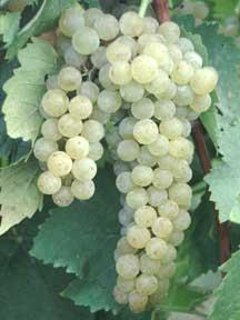 produzione di uva Vidal blanc Bassa