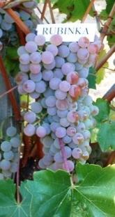 costante; dà vini eleganti di aroma leggermente floreale MORAVA RIESLING B.