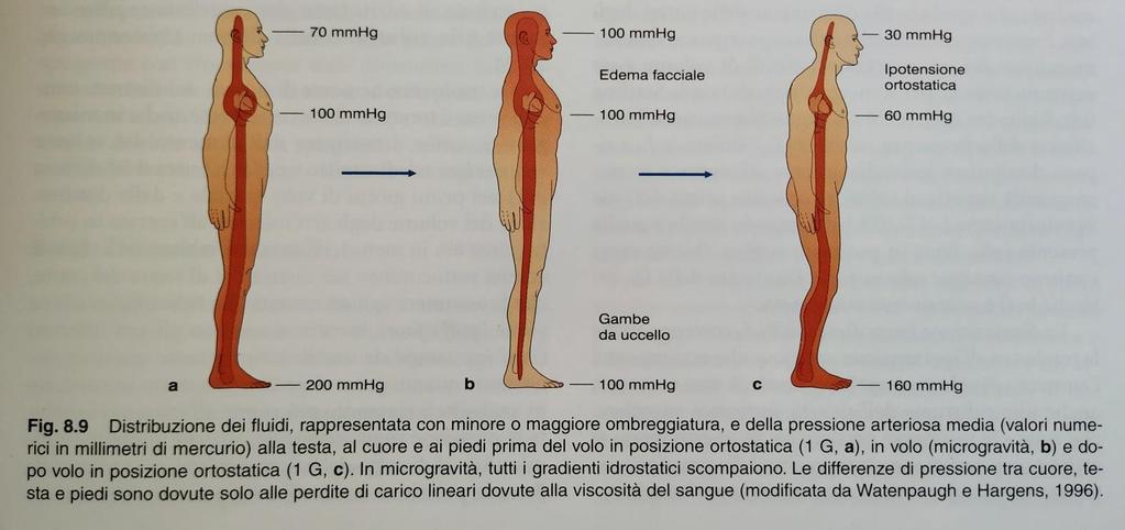 RISPOSTE FISIOLOGICHE ALLA MICROGRAVITA 3.