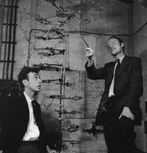 Non è sfuggito alla nostra attenzione il fatto che l appaiamento specifico da noi postulato suggerisce immediatamente un possibile meccanismo per la copiatura del materiale genetico da Watson e Crick
