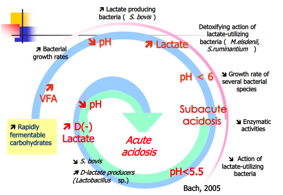 Acidosi ruminale: