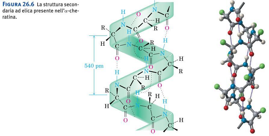 Struttura secondaria: a-elica Figura 26.