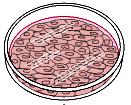 Tessuto Come si studiano le cellule e le macromolecole Crescita di cellule animali in coltura Un