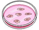 Sospensione cellulare Mezzo liquido Le cellule sono piastrate in una piastra di coltura in un