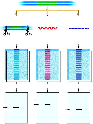 Marcatura di DNA, RNA, proteine DNA Gene P Il DNA viene tagliato con enzimi di restrizione RNAm del gene P Proteina del gene P DNA totale