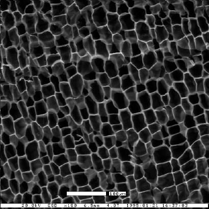 Gli strumenti della biologia cellulare La biologia cellulare e molecolare dipende in maniera sostanziale dalle metodologie e dalle strumentazioni utilizzabili per studiare le cellule sia dal punto di