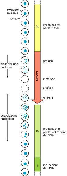 Importanza della sintesi dell rrnas nelle cellule in attiva