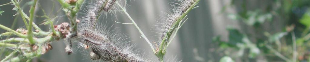 LE GIOVANI LARVE DELLE PRIME ETÀ DANNEGGIANO LE FOGLIE, LASCIANDONE