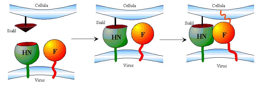 Meccanismo di fusione virus-cellula Nella fusione HN interviene perché il legame di HN al substrato provoca una variazione conformazionale di HN con l esposizione di un sito allosterico e