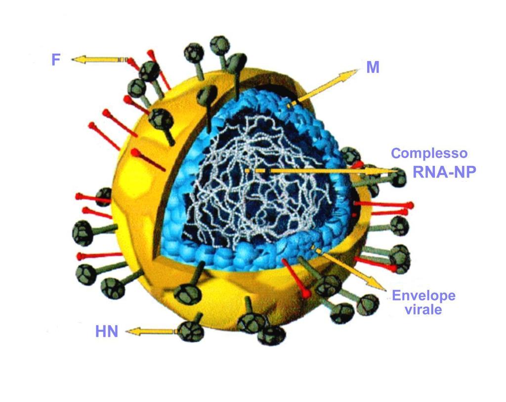 E un virus ad RNA monocatenario a polarità negativa di circa 15 kb, in cui il genoma è associato alla proteina maggiore del nucleocapside NP; la proteina M lega il nucleocapside all envelope e