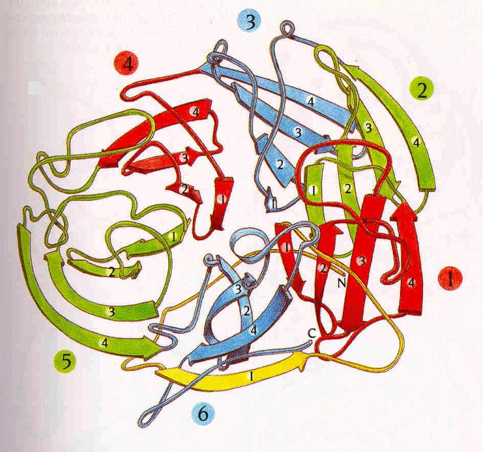 Struttura del ROCKET PROPELLER I foglietti b sono collegati da 6 loop tra b 4 e b 1 di due motivi adiacenti Altri 6 loop sono tra i