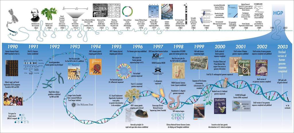 Human Genome Project (HGP) HGP è