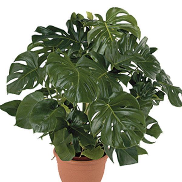 STELLA DI NATALE (Famiglia Euphorbiaceae) È una pianta ornamentale presente nelle nostre case soprattutto nel periodo natalizio.