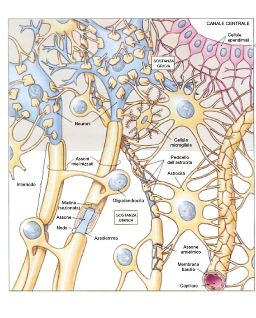 TESSUTO NERVOSO CELLULE NERVOSE (neuroni) cellule funzionali del sistema nervoso CELLULE GLIALI cellule di sostegno e di