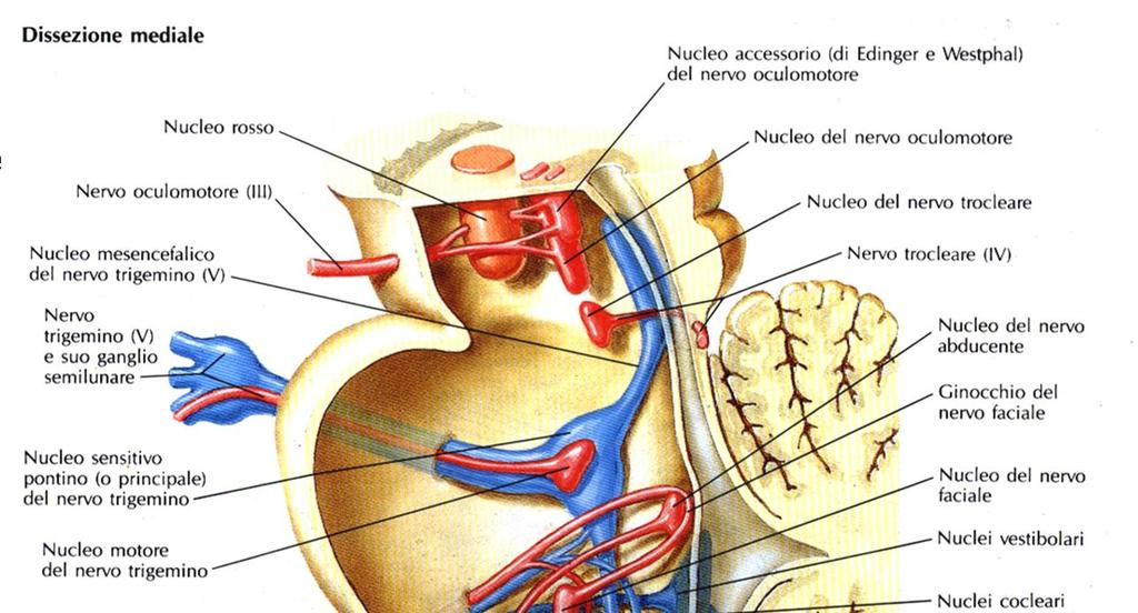 Nervi cranici: Fibre sensitive: - originano in gangli sensitivi periferici -