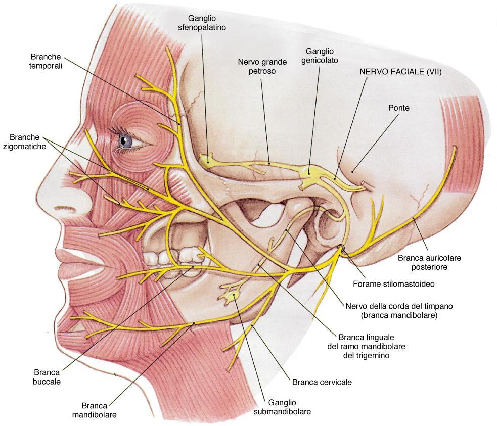 Nervo faciale (VII): misto Fibre sensitive speciali: - originano nel ganglio genicolato (piramide del temporale, canale del faciale), corda del timpano - raccolgono informazioni da papille fungiformi
